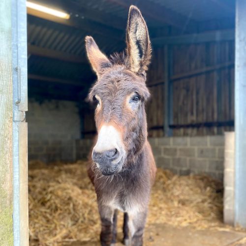 Donkey Sanctuary 1